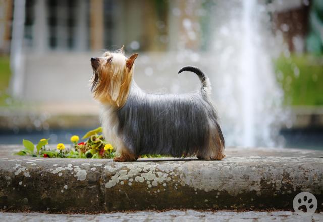 australian-silky-terrier-pedigree-pets